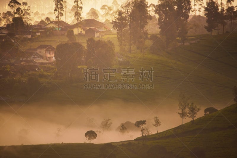 茶树,早晨,农场,彭阿伦岸,万隆,西爪哇,牵牛花,绿色背景,美,水平画幅