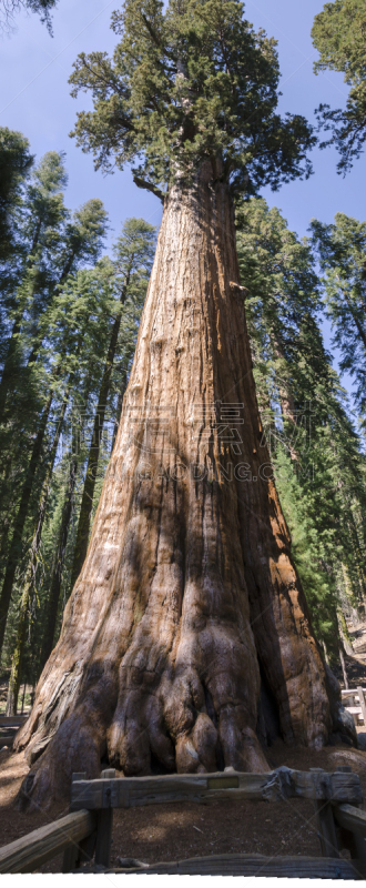 红杉国家公园,general sherman,巨红杉树,环境,加利福尼亚,植物,2015年,夏天,户外,自然
