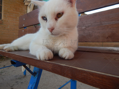 猫,个性,虹膜异色症,长椅,宠物,水平画幅,可爱的,无人,摄影