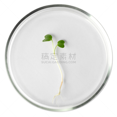 秧苗,皮氏培养皿,生物科技,无人,科学实验,科学,生物学,生物化学,花蕾,白色