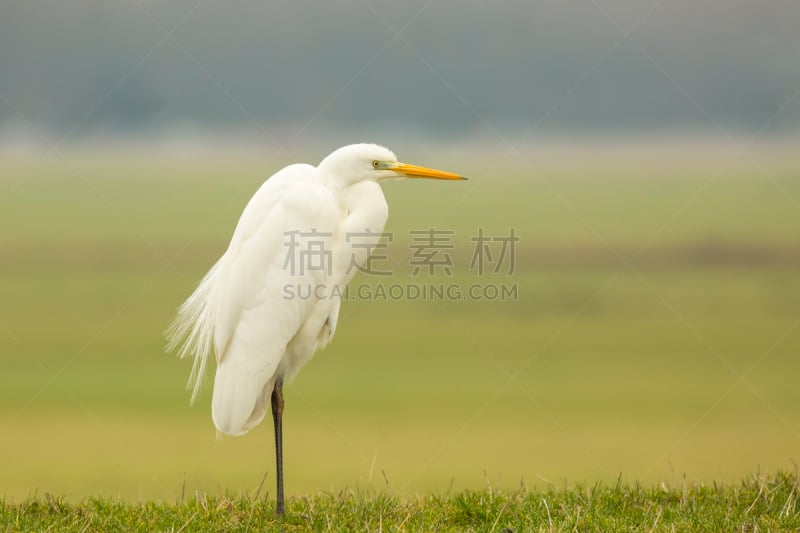 大白鹭,荷属迎风岛,琵鹭,鹤嘴鸟,信天翁,白鹭,鹭科,沼泽,钓鱼,捕食