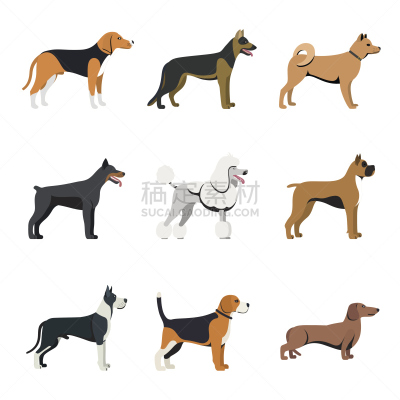 纯种犬,狗,反差,日本秋田犬,比格犬,腊肠犬,罗威纳犬,杜宾犬,拳师犬,饲养员