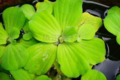 水浮莲,水生植物,绿色,单子叶植物,外来物种,土器,沼泽,粘土,水,枝繁叶茂