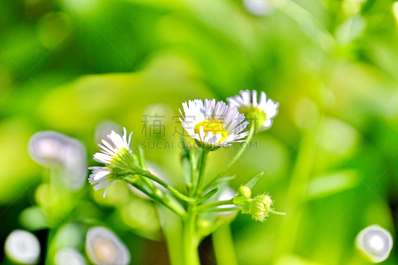 植物,缬草属植物,特写,自然,水平画幅,绿色,无人,健康保健,芦笋,草本