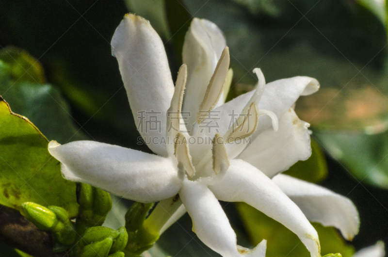 单房的,茜草科,花冠,单一栽培,圣保罗,咖啡馆,阿拉比卡咖啡,水平画幅,无人,香水