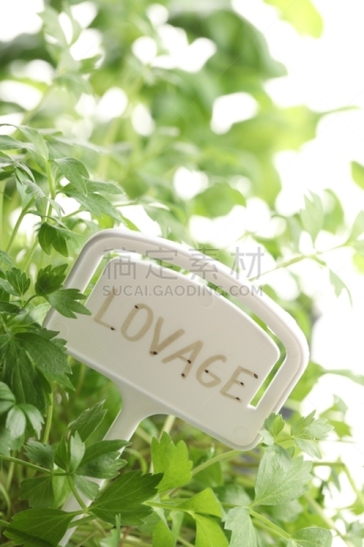 拉维纪草植物,垂直画幅,饮食,无人,标签,特写,草本,调味品,植物,园艺