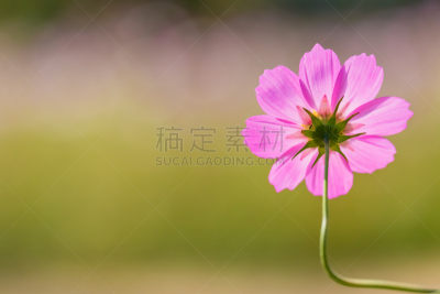 Cosmos