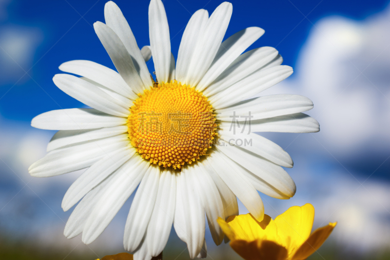 甘菊,美,灵感,水平画幅,无人,草坪,夏天,户外,草