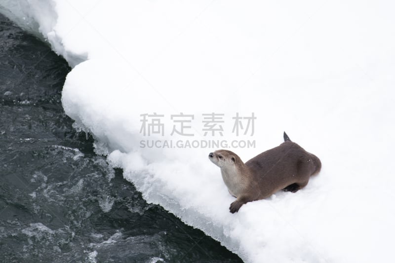 水獭,雪,河岸,北美河獭,鼬,怀俄明,水,水平画幅,野外动物,户外