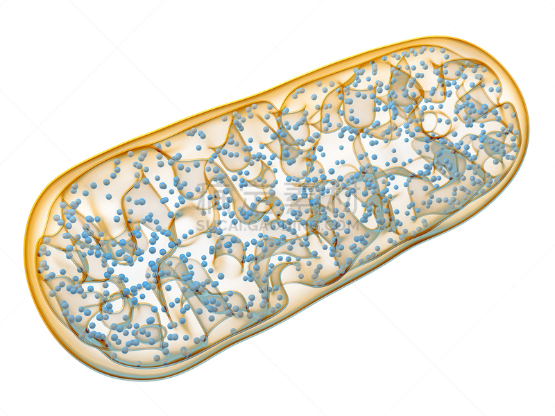 线粒体,显微镜,水平画幅,无人,绘画插图,科学,真核生物,计算机制图,计算机图形学,生物学