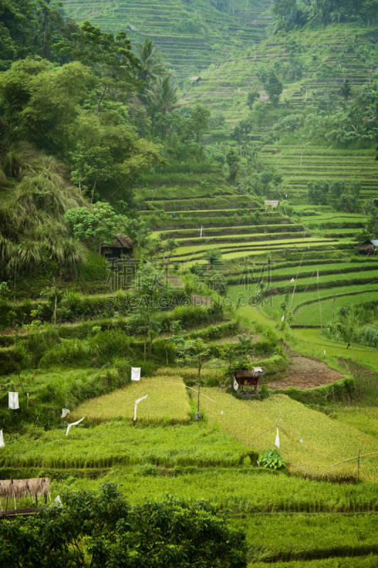 巴厘岛,稻,梯田,卡兰葛森地区,垂直画幅,枝繁叶茂,山,无人,户外,水稻梯田