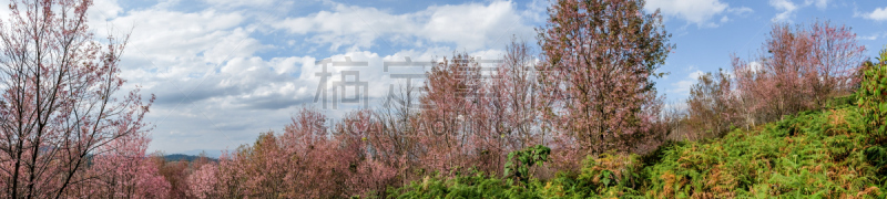 樱花,冬天,野生植物,姆斯堂自治区,洛姆,天空,水平画幅,无人,全景,嫩枝