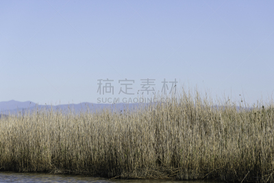 意大利,自然,野生动物保护区,托斯卡纳区,水,水平画幅,山,母马,无人,鸟类