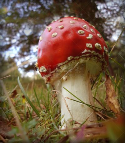 鹅膏菌,垂直画幅,公园,无人,户外,草,特写,在上面,毒蘑菇,真菌