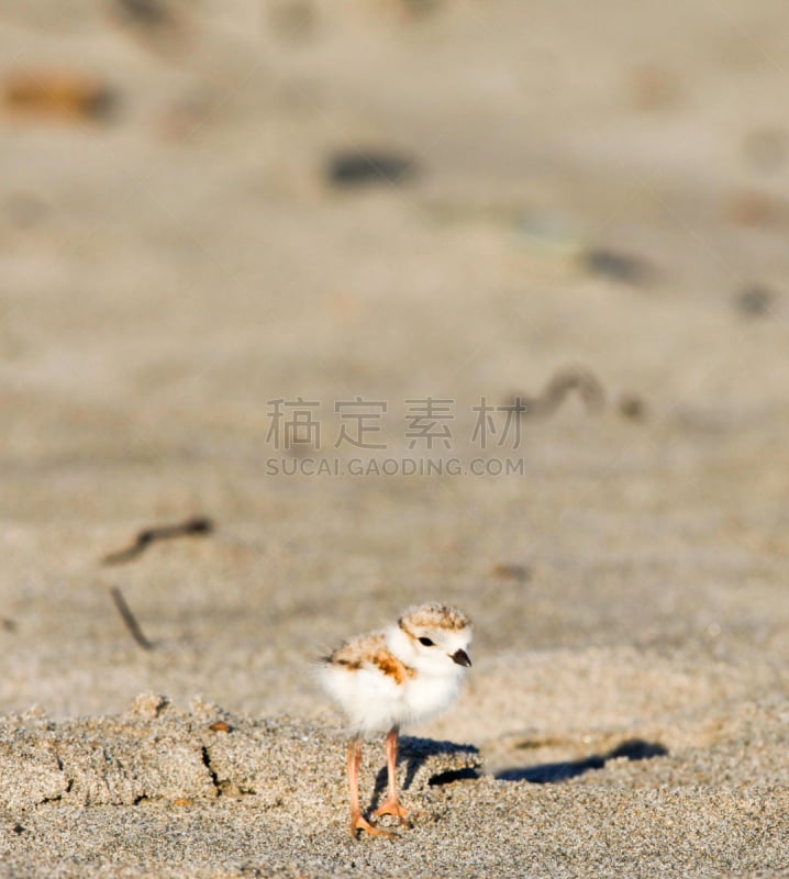 鸻,小鸡,海滩,面色白,笛鸻,东北方向,五大湖,垂直画幅,鸟类,孵化