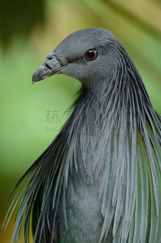 鸽子,雌性动物,尼科巴鸠,鸽子式,重新造林,垂直画幅,动物身体部位,野外动物,热带气候,扔