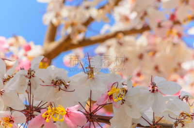 肉桂,天空,蓝色,自然,水平画幅,夏天,窦,特写,泰国