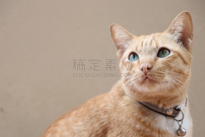 猫,褐色,水平画幅,动物身体部位,肖像,背景分离,动物视网膜,灰色背景,白色,条纹