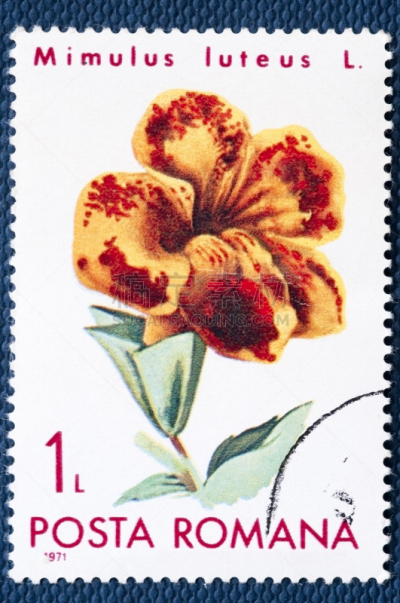 猴面花,邮件,里拉符号,自然,垂直画幅,铅笔画,罗马尼亚,橙色,小的
