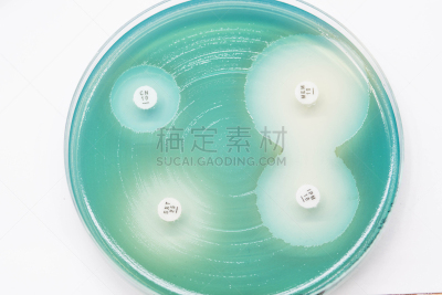盘子,医学检测,绿脓杆菌,风,生物科技,水平画幅,微生物学,无人,科学