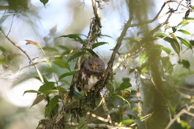 小猫头鹰,山,印度尼西亚,苏门答腊岛,自然,美,danum valley conservation area,野生动物,水平画幅,无人