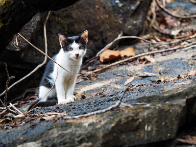 野生猫科动物,原野,野猫,流浪动物,水平画幅,户外,昌岛,泰国,哺乳纲,猫