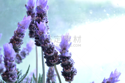 植物,熏衣草,窗户,前面,水平画幅,无人,乡村风格,特写,仅一朵花,明亮