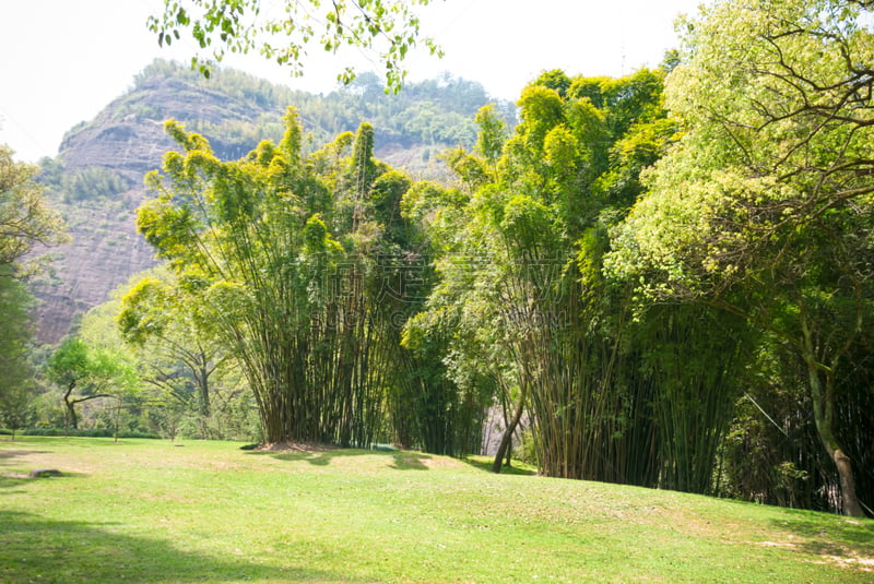 山,竹林,武夷山,福建省,天空,水平画幅,枝繁叶茂,无人,早晨,夏天