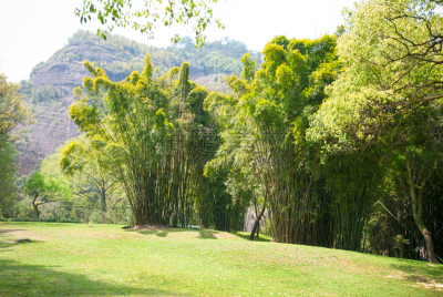 山,竹林,武夷山,福建省,天空,水平画幅,枝繁叶茂,无人,早晨,夏天