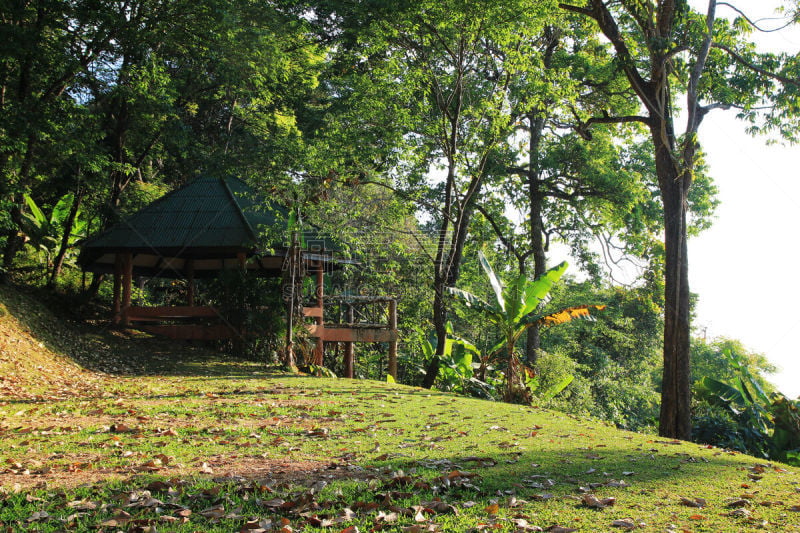 壁室,泰国,山,森林,清迈省,苏泰普山寺,风景,国家公园,露营,旅行