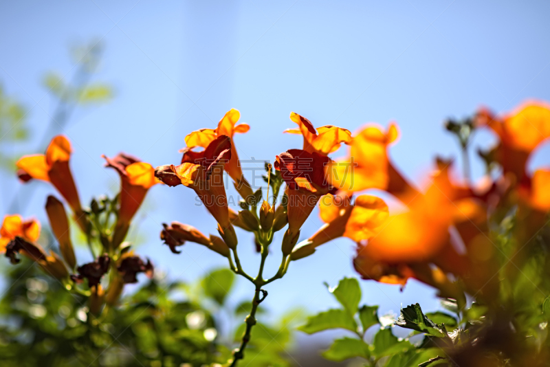 紫薇属的植物,天空,自然,芳香的,水平画幅,绿色,橙色,无人,夏天,特写