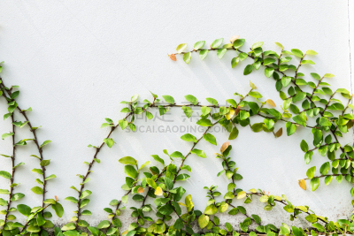 植物,水泥,雏菊,围墙,爬行无花果,铁线莲,外立面,水平画幅,无人,古老的