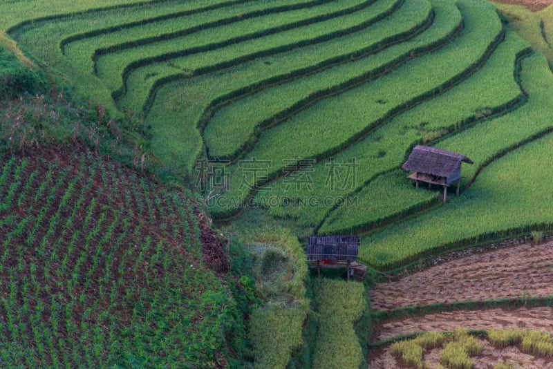 梯田,拉茶,田地,越南,稻,mud pot,白族,山谷市,老街省,沙坝