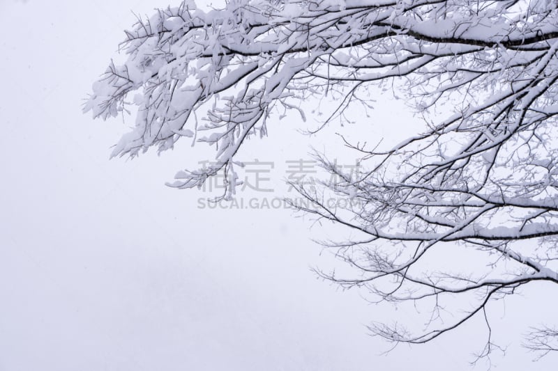 五箇山,世界遗产,乡村,日本,枝,背景,纹理效果,大雪,抽象,树