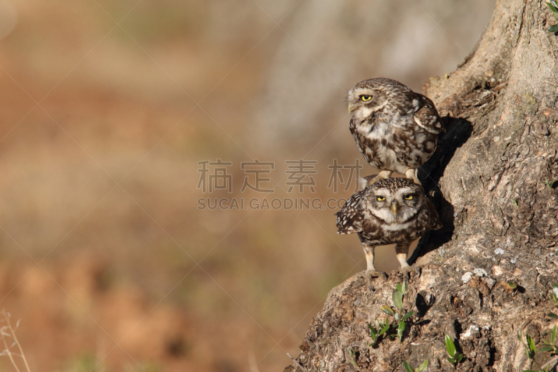 小猫头鹰,半干旱,利用鹰打猎,全国大学生体育协会,猫头鹰,自然,野生动物,国家公园,冬季运动,水平画幅