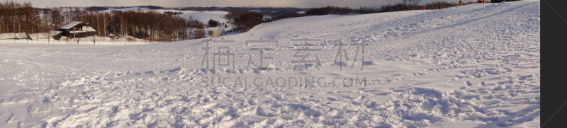 雪,北海道,全景,田地,美瑛町,天空,光,柏树,秃树,冬天