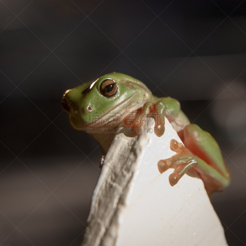 篱笆,绿树蛙,夜晚,Hylidae,白腹树蛙,特写,看,彩色图片,握紧,树