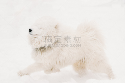 萨摩耶犬,进行中,雪,户外,白色,冬天,狗,乐趣,迅速,嬉戏的