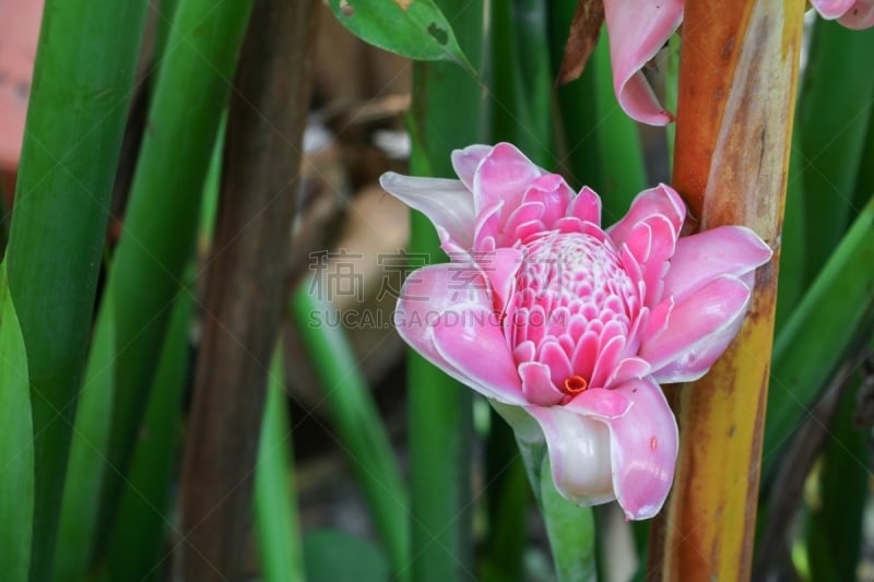 粉色,姜科,torch ginger,薄荷岛,菲律宾,家庭,当地著名景点,光,花,日落