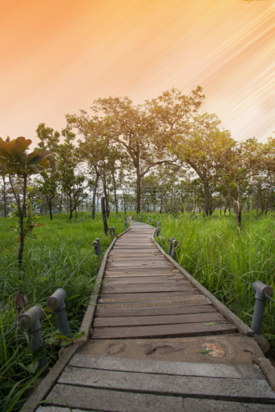 小路,草地,森林,步行道路,垂直画幅,天空,美,丁字裤,古老的,红树林