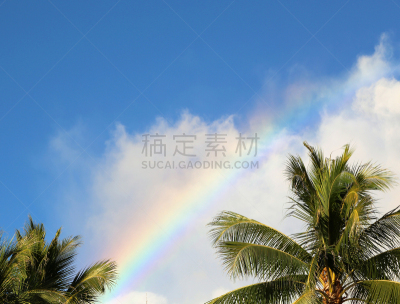 棕榈树,彩虹,在上面,自然,天空,自然现象,水平画幅,绿色,无人,蓝色