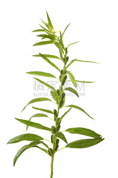 花朵,芝麻,顺势医学,药剂师,自然,垂直画幅,无人,健康保健,野生植物,特写
