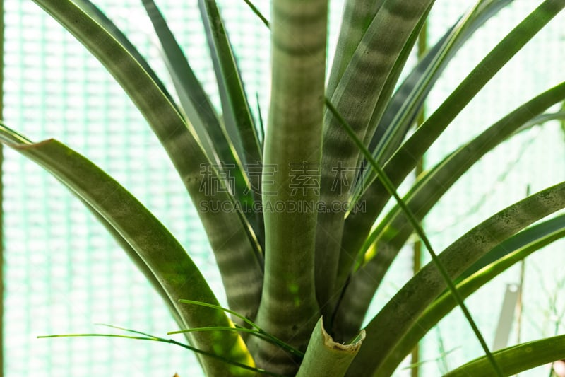 寄生藤,肉质植物,仙人掌,水,美,风,水平画幅,古老的,夏天,特写