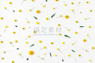 黄色,白色背景,边框,多样,甘菊,雏菊,花蕾,爱沙尼亚,背景分离,叶子