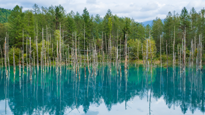 美瑛町,北海道,蓝色,日本,池塘,富良野,名声,富良野盆地,水,天空