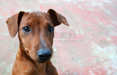 人的脸部,狗,圣伯纳犬,水平画幅,动物身体部位,小狗,豺狗,犬科的,宠物