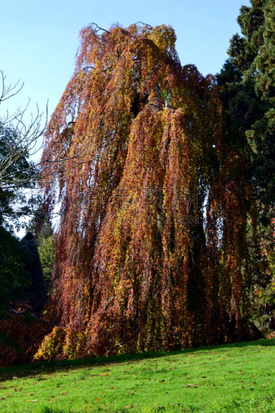 weeping beech,两只动物,山毛榉树,自然,垂直画幅,植物,地形,秋天,无人,2015年