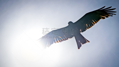 黑鸢,张开翅膀,太阳,海洋,天空,腐肉,秃鹰,猎鹰,老鹰,食肉鸟