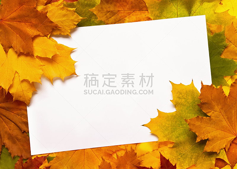秋天,叶子,美,空白的,留白,水平画幅,橙色,无人,抽象,枫树