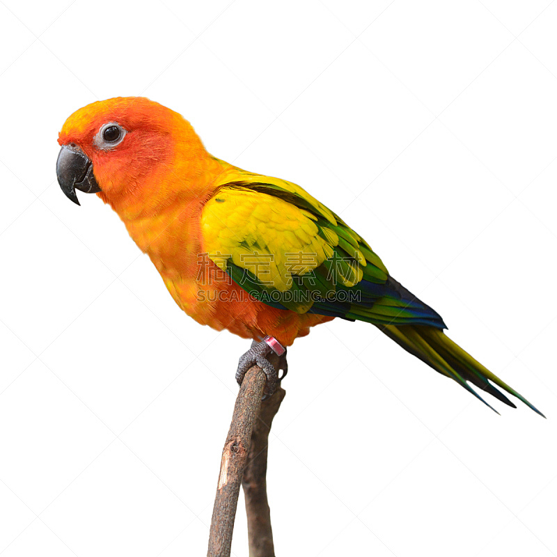 金太阳鹦鹉,鸟类,长尾鹦鹉,可爱的,剪贴路径,黄色,白色背景,背景分离,橙色,图像